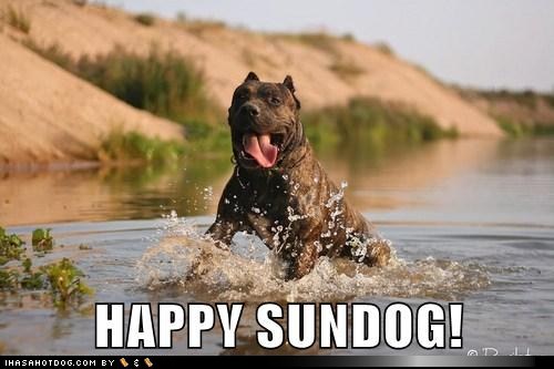 Happy Sundog...